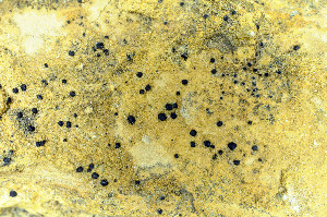  ( - O-L-170595)  @11 [ ] CreativeCommons - Attribution Non-Commercial (2013) Einar Timdal Natural History Museum, University of Oslo, Norway