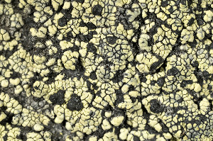  ( - O-L-170709)  @11 [ ] CreativeCommons - Attribution Non-Commercial (2013) Einar Timdal Natural History Museum, University of Oslo, Norway