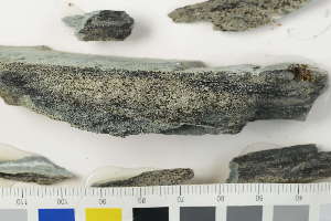  ( - O-L-170785)  @11 [ ] by-nc (2020) Einar Timdal Natural History Museum, University of Oslo, Norway
