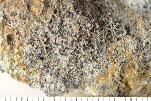  ( - O-L-173142)  @11 [ ] CreativeCommons - Attribution Non-Commercial (2016) Einar Timdal University of Oslo, Natural History Museum