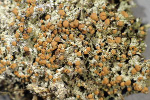  ( - O-L-173216)  @11 [ ] CreativeCommons - Attribution Non-Commercial (2013) Einar Timdal Natural History Museum, University of Oslo, Norway