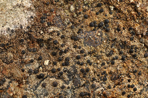  ( - O-L-173391)  @11 [ ] CreativeCommons - Attribution Non-Commercial (2014) Einar Timdal Natural History Museum, University of Oslo, Norway