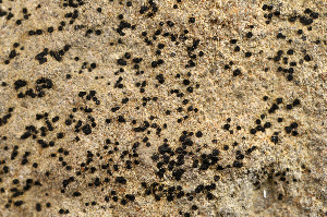  ( - O-L-173401)  @11 [ ] CreativeCommons - Attribution Non-Commercial (2014) Einar Timdal Natural History Museum, University of Oslo, Norway
