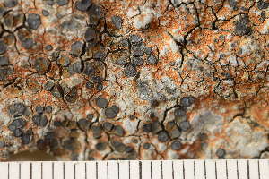 ( - O-L-173551)  @11 [ ] CreativeCommons - Attribution Non-Commercial (2018) Einar Timdal Natural History Museum, University of Oslo, Norway