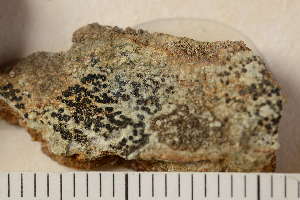  (Chlorellales - O-L-173904)  @11 [ ] CreativeCommons - Attribution Non-Commercial (2018) Einar Timdal Natural History Museum, University of Oslo, Norway
