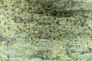  ( - O-L-173917)  @11 [ ] CreativeCommons - Attribution Non-Commercial (2013) Einar Timdal Natural History Museum, University of Oslo, Norway