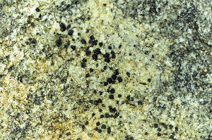  ( - O-L-174043)  @11 [ ] CreativeCommons - Attribution Non-Commercial (2013) Einar Timdal Natural History Museum, University of Oslo, Norway