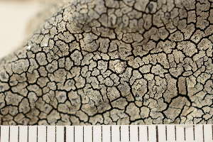  ( - O-L-174072)  @11 [ ] CreativeCommons - Attribution Non-Commercial (2018) Einar Timdal Natural History Museum, University of Oslo, Norway