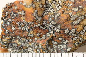  ( - O-L-174146)  @11 [ ] CreativeCommons - Attribution Non-Commercial (2018) Einar Timdal Natural History Museum, University of Oslo, Norway