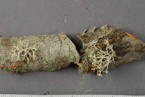  ( - O-L-174824)  @11 [ ] by-nc (2020) Einar Timdal Natural History Museum, University of Oslo, Norway