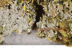  (Fuscopannaria praetermissa - O-L-174932)  @11 [ ] CreativeCommons - Attribution Non-Commercial (2017) Einar Timdal University of Oslo, Natural History Museum