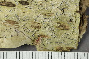  ( - O-L-175162)  @11 [ ] by-nc (2020) Einar Timdal Natural History Museum, University of Oslo, Norway