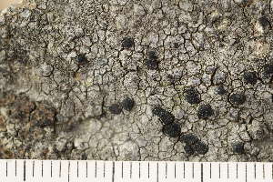  ( - O-L-175590)  @11 [ ] CreativeCommons - Attribution Non-Commercial (2018) Einar Timdal Natural History Museum, University of Oslo, Norway