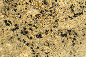  ( - O-L-175949)  @11 [ ] CreativeCommons - Attribution Non-Commercial (2013) Einar Timdal Natural History Museum, University of Oslo, Norway