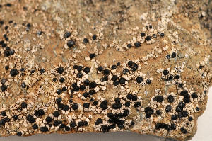  ( - O-L-175950)  @11 [ ] CreativeCommons - Attribution Non-Commercial (2014) Einar Timdal Natural History Museum, University of Oslo, Norway