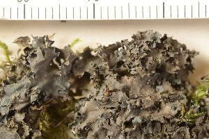  ( - O-L-176708)  @11 [ ] CreativeCommons - Attribution Non-Commercial (2019) Gunnhild Marthinsen University of Oslo, Natural History Museum