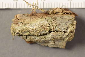  ( - O-L-176904)  @11 [ ] CreativeCommons - Attribution Non-Commercial (2019) Gunnhild Marthinsen University of Oslo, Natural History Museum