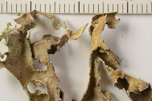  ( - O-L-176968)  @11 [ ] CreativeCommons - Attribution Non-Commercial (2019) Gunnhild Marthinsen University of Oslo, Natural History Museum
