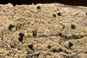  ( - O-L-176983)  @11 [ ] CreativeCommons - Attribution Non-Commercial (2014) Einar Timdal Natural History Museum, University of Oslo, Norway