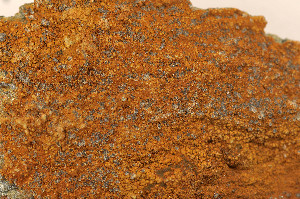  ( - O-L-179505)  @11 [ ] CreativeCommons - Attribution Non-Commercial (2014) Einar Timdal Natural History Museum, University of Oslo, Norway
