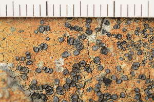  ( - O-L-179558)  @11 [ ] CreativeCommons - Attribution Non-Commercial (2018) Einar Timdal Natural History Museum, University of Oslo, Norway