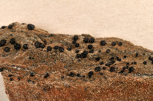  ( - O-L-179665)  @11 [ ] CreativeCommons - Attribution Non-Commercial (2014) Einar Timdal Natural History Museum, University of Oslo, Norway