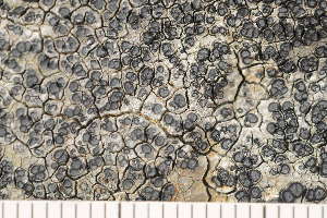  ( - O-L-179925)  @11 [ ] CreativeCommons - Attribution Non-Commercial (2018) Einar Timdal Natural History Museum, University of Oslo, Norway