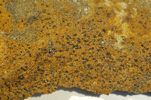  ( - O-L-179948)  @11 [ ] CreativeCommons - Attribution Non-Commercial (2013) Einar Timdal Natural History Museum, University of Oslo, Norway