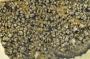  ( - O-L-180002)  @11 [ ] CreativeCommons - Attribution Non-Commercial (2013) Einar Timdal Natural History Museum, University of Oslo, Norway