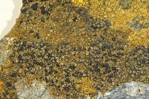  ( - O-L-180004)  @11 [ ] CreativeCommons - Attribution Non-Commercial (2013) Einar Timdal Natural History Museum, University of Oslo, Norway