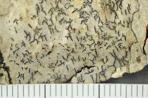  ( - O-L-181637)  @11 [ ] by-nc (2020) Einar Timdal Natural History Museum, University of Oslo, Norway
