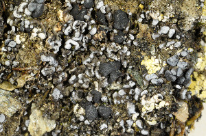  ( - O-L-183630)  @11 [ ] CreativeCommons - Attribution Non-Commercial (2013) Einar Timdal Natural History Museum, University of Oslo, Norway