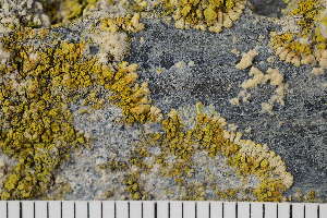  ( - O-L-183714)  @11 [ ] CreativeCommons - Attribution Non-Commercial (2017) Einar Timdal Natural History Museum, University of Oslo, Norway