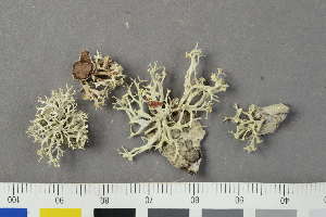  ( - O-L-183722)  @11 [ ] by-nc (2020) Einar Timdal Natural History Museum, University of Oslo, Norway