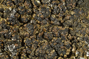  (Toninia tristis - O-L-183776)  @11 [ ] CreativeCommons - Attribution Non-Commercial (2013) Einar Timdal Natural History Museum, University of Oslo, Norway