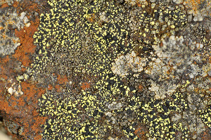  ( - O-L-183807)  @11 [ ] CreativeCommons - Attribution Non-Commercial (2013) Einar Timdal Natural History Museum, University of Oslo, Norway