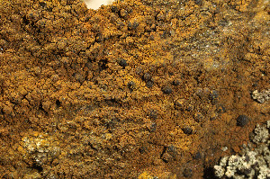  ( - O-L-183808)  @11 [ ] CreativeCommons - Attribution Non-Commercial (2013) Einar Timdal Natural History Museum, University of Oslo, Norway