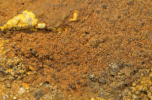  ( - O-L-183810)  @11 [ ] CreativeCommons - Attribution Non-Commercial (2013) Einar Timdal Natural History Museum, University of Oslo, Norway
