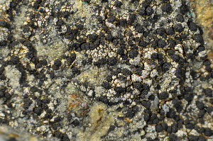  ( - O-L-183824)  @11 [ ] CreativeCommons - Attribution Non-Commercial (2013) Einar Timdal Natural History Museum, University of Oslo, Norway