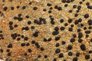  ( - O-L-183836)  @11 [ ] CreativeCommons - Attribution Non-Commercial (2014) Einar Timdal Natural History Museum, University of Oslo, Norway