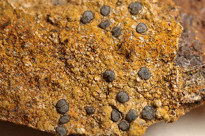  ( - O-L-183842)  @11 [ ] CreativeCommons - Attribution Non-Commercial (2014) Einar Timdal Natural History Museum, University of Oslo, Norway