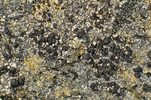  ( - O-L-183868)  @11 [ ] CreativeCommons - Attribution Non-Commercial (2013) Einar Timdal Natural History Museum, University of Oslo, Norway