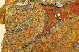  ( - O-L-184260)  @11 [ ] CreativeCommons - Attribution Non-Commercial (2013) Einar Timdal Natural History Museum, University of Oslo, Norway