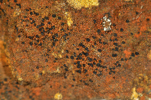  ( - O-L-184267)  @11 [ ] CreativeCommons - Attribution Non-Commercial (2013) Einar Timdal Natural History Museum, University of Oslo, Norway