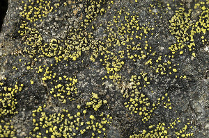  (Rhizocarpon lecanorinum - O-L-184277)  @11 [ ] CreativeCommons - Attribution Non-Commercial (2013) Einar Timdal Natural History Museum, University of Oslo, Norway