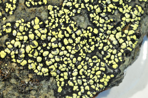  ( - O-L-184296)  @11 [ ] CreativeCommons - Attribution Non-Commercial (2013) Einar Timdal Natural History Museum, University of Oslo, Norway