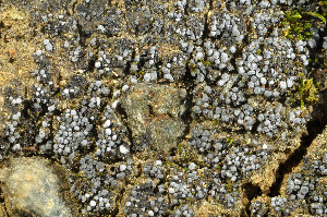  (Toninia physaroides - O-L-184382)  @11 [ ] CreativeCommons - Attribution Non-Commercial (2013) Einar Timdal Natural History Museum, University of Oslo, Norway
