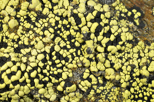  ( - O-L-184633)  @11 [ ] CreativeCommons - Attribution Non-Commercial (2013) Einar Timdal Natural History Museum, University of Oslo, Norway