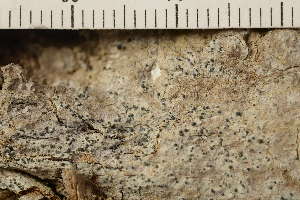  ( - O-L-186048)  @11 [ ] CreativeCommons - Attribution Non-Commercial (2019) Gunnhild Marthinsen University of Oslo, Natural History Museum