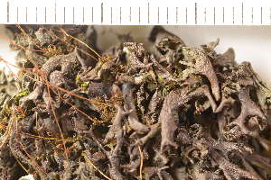  ( - O-L-186103)  @11 [ ] CreativeCommons - Attribution Non-Commercial (2019) Gunnhild Marthinsen University of Oslo, Natural History Museum